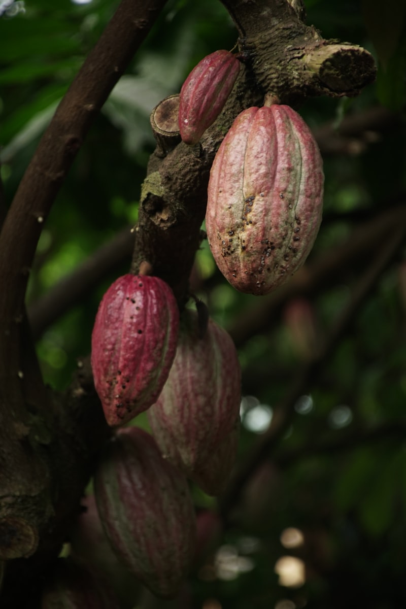 Cacao beans and chocolate production