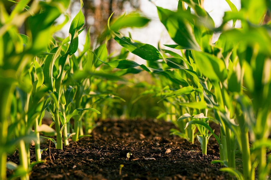 Agricultural inspector reviewing crop quality in the field
